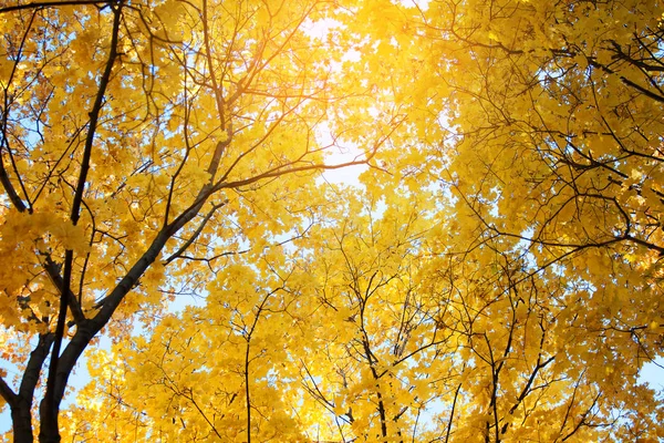 Coronas Árboles Con Hojas Amarillentas Otoño — Foto de Stock