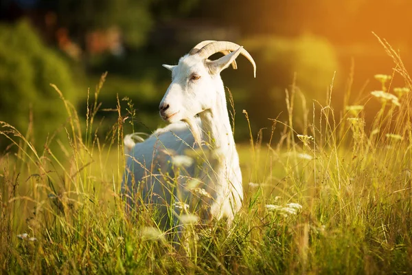 Белая коза с рогами, пасущаяся на лугу — стоковое фото