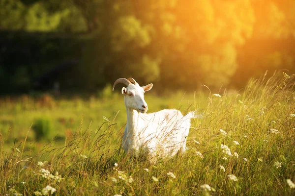 Cabra fica no meio de um prado verde — Fotografia de Stock