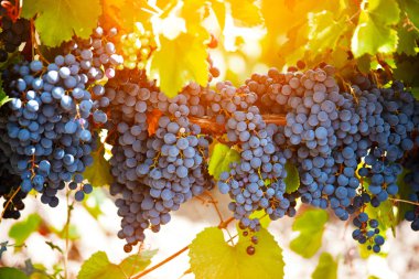 Olgun siyah üzüm demet