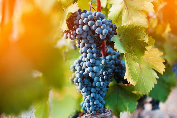 Um bando de uvas maduras — Fotografia de Stock