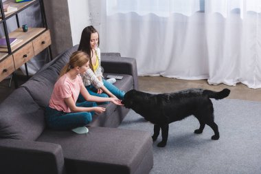 iki genç kadın arkadaşlar evde siyah av köpeği ile yüksek açılı görünüş 