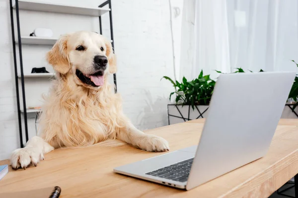 Lindo Perro Labrador Mirando Portátil Mesa Madera Oficina — Foto de Stock