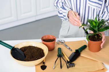 evde yeşil houseplant dikim kadın kıdemli kadeh kırpılmış