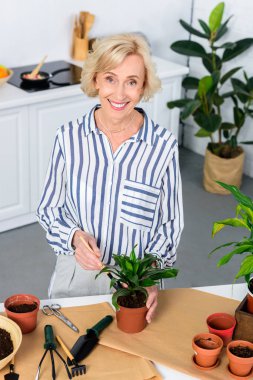 houseplant yetiştirilmesi ve kameraya gülümseyen mutlu kadın kıdemli yüksek açılı görünüş