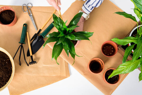 partial top view of senior woman cultivating potted plants at home