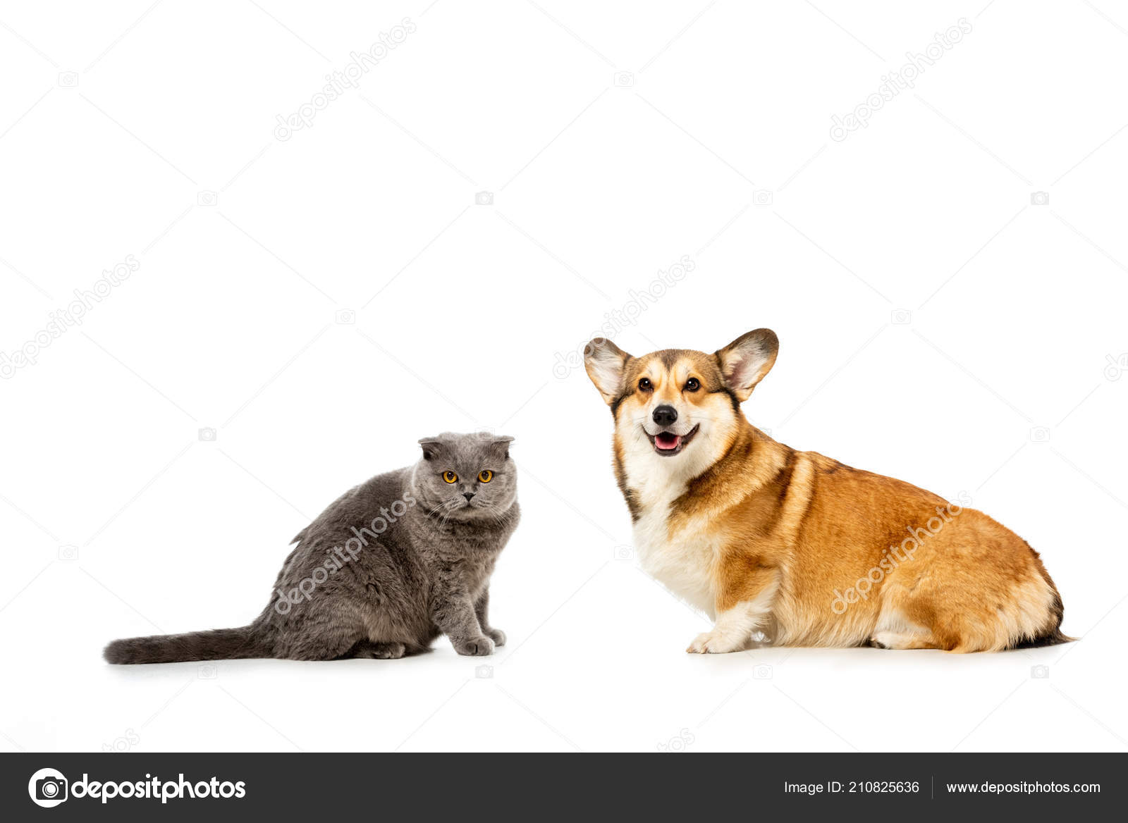 Adorable Grey British Shorthair Cat Welsh Corgi Pembroke Sitting