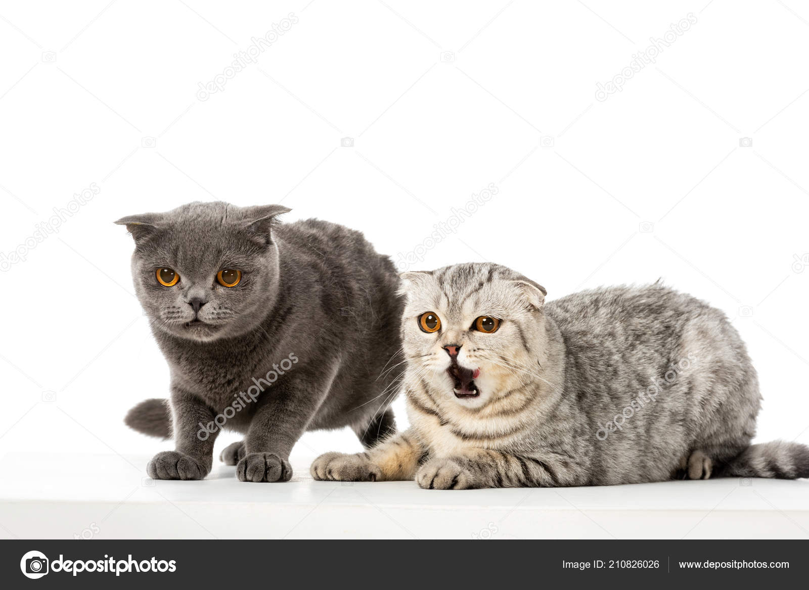 Grey striped shorthair cat 2025