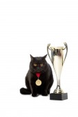 Studio záběr černá britská krátkosrstá kočka s medaile poblíž zlatou trofej pohár izolovaných na bílém pozadí 
