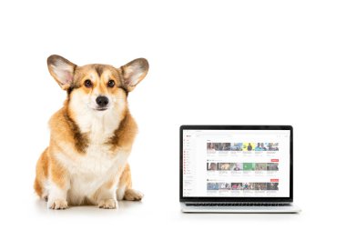 welsh corgi pembroke looking at camera and sitting near laptop with youtube website on screen isolated on white background  clipart