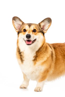 Galce corgi pembroke ayakta beyaz arka plan üzerinde izole 