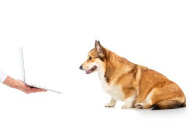 Beyaz arka plan üzerinde izole corgi için dizüstü bilgisayarı gösteren adam kırpılmış görüntü 