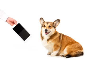 adamın beyaz arka plan üzerinde izole corgi için dijital tablet boş ekran ile gösterilen kırpılmış görüntü 