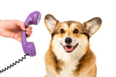 Beyaz arka plan üzerinde izole şirin corgi telefon tüp veren adamın kısmi görünümü