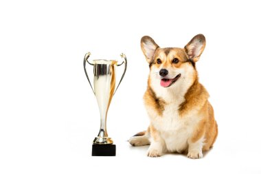 Altın kupa bardak beyaz arka plan üzerinde izole yakın oturan Galce corgi pembroke 