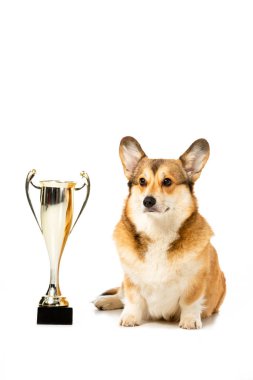 Altın kupa bardak beyaz arka plan üzerinde izole yakın oturan sevimli corgi 