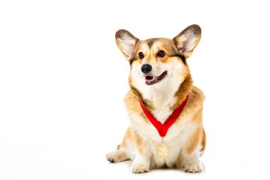 Beyaz arka plan üzerinde izole altın madalya ile sevimli Galce corgi pembroke 