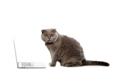 grey british shorthair cat sitting near laptop and looking at camera isolated on white background  clipart