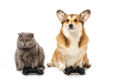 şirin corgi ve video beyaz arka plan üzerinde izole oyun için joystick ile oturan Britanya ile ilgili stenografi kedi 