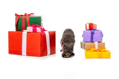 adorable grey british shorthair eating from plate between gift boxes isolated on white background  clipart