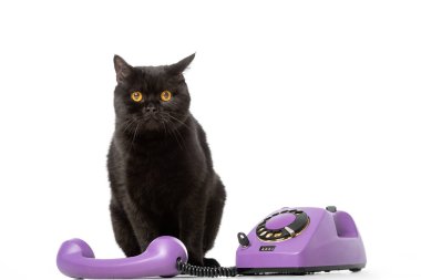sevimli siyah Britanya ile ilgili stenografi kedi oturma telefon yakınındaki ve beyaz arka plan üzerinde izole kamera bakıyor 