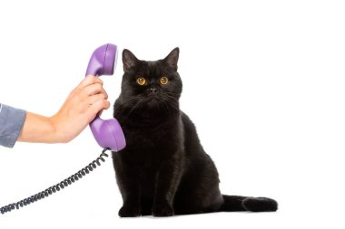 kısmi bir kadın telefon tüp sevimli siyah Britanya ile ilgili stenografi kedi beyaz arka plan üzerinde izole görünümünü 