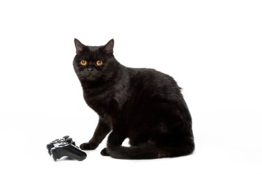 Stüdyo çekim video beyaz arka plan üzerinde izole oyun için joystick yakınındaki siyah İngiliz shorthaircat 