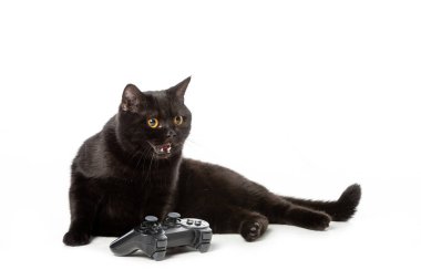 angry black british shorthair cat hissing near joystick for video game isolated on white background  clipart