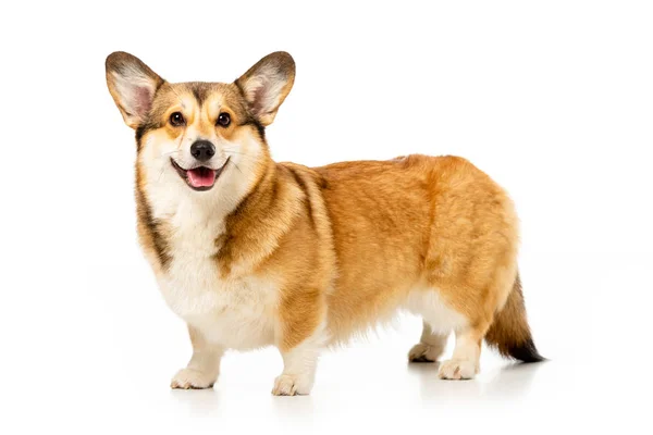 Roztomilý Welsh Corgi Pembroke Izolovaných Bílém Pozadí — Stock fotografie