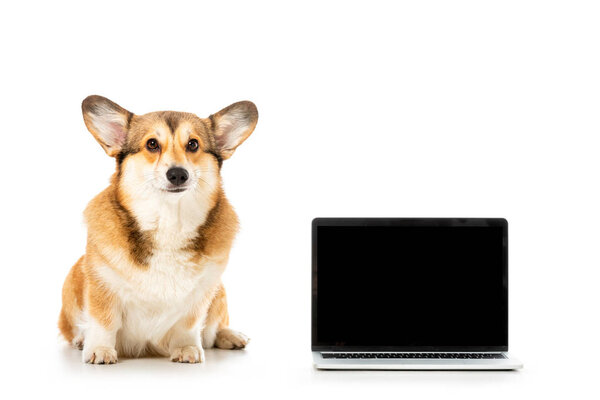 studio shot of welsh corgi pembroke looking at camera and sitting near laptop with blank screen isolated on white background 