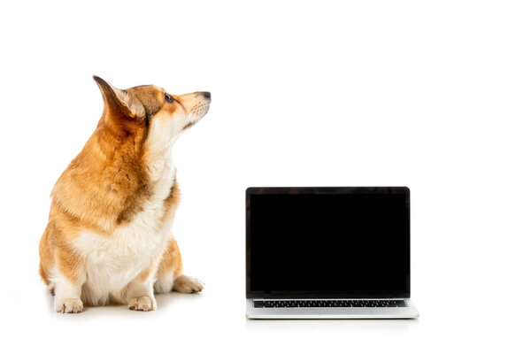 welsh corgi pembroke looking away and sitting near laptop with blank screen isolated on white background 