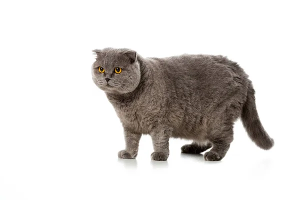 Grigio Inglese Stenografia Gatto Piedi Isolato Sfondo Bianco — Foto Stock