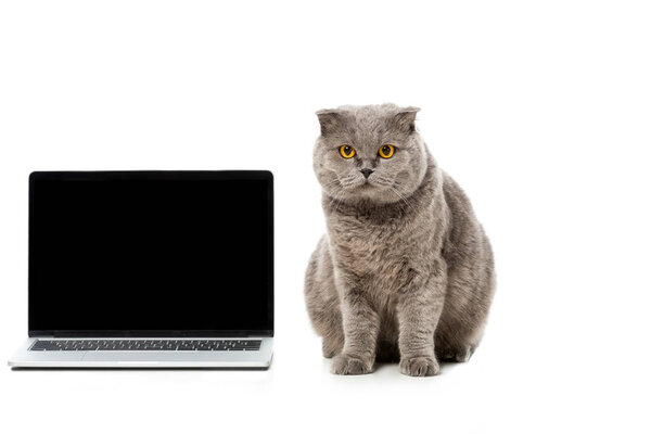 adorable grey british shorthair cat sitting near laptop with blank screen and looking at camera isolated on white background 