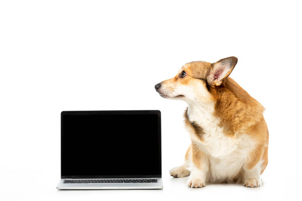 corgi looking away and sitting near laptop with blank screen isolated on white background 