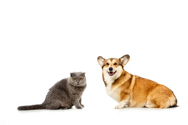 Adorable Grey British Shorthair Cat Welsh Corgi Pembroke Sitting Looking — Stock Photo, Image