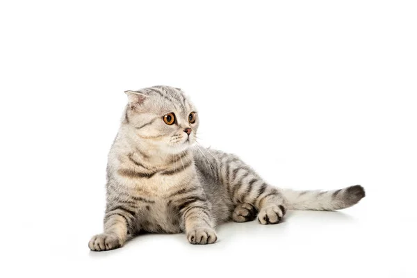 Striped British Shorthair Gatto Guardando Lontano Isolato Sfondo Bianco — Foto Stock