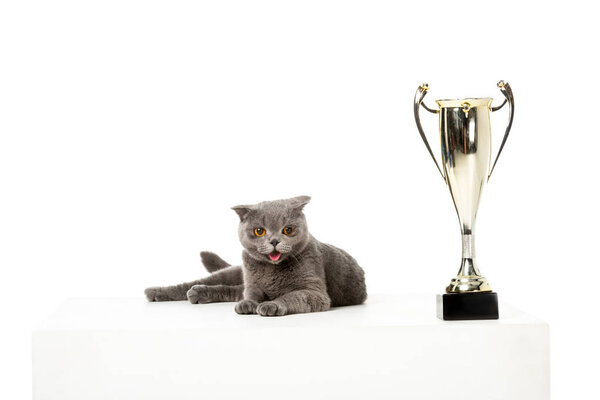 милый серо-британский короткошерстный кот лежит около золотого кубка трофея изолированы на белом фоне
 