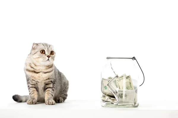 Listrado Britânico Shorthair Gato Perto Jar Com Dinheiro Dinheiro Isolado — Fotografia de Stock