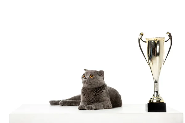 Grey British Shorthair Cat Laying Golden Trophy Cup Isolated White — Stock Photo, Image