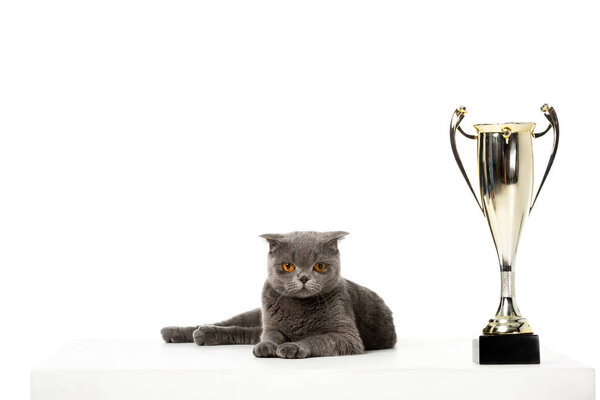 прелестная серая британская короткошерстная кошка, лежащая рядом с золотым кубком трофея на белом фоне
 