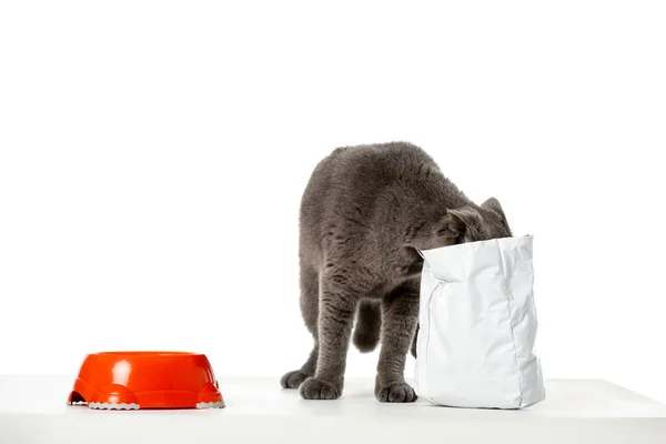 Estudio Disparo Gris Británico Taquigrafía Gato Comer Desde Paquete Blanco — Foto de Stock