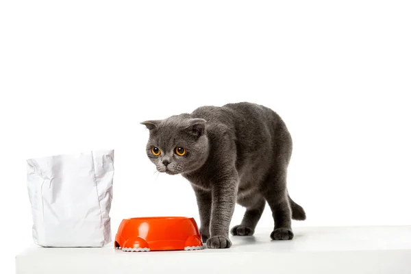 Grey British Shorthair Cat Sitting Bowl Food Isolated White Background — Stock Photo, Image