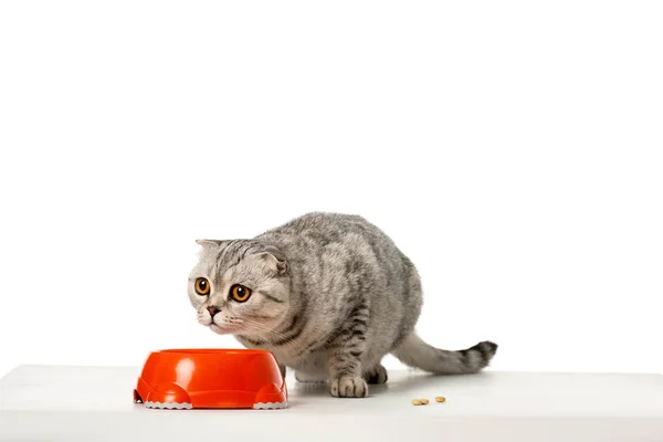 Cute Striped British Shorthair Cat Sitting Bowl Food Isolated White — Stock Photo, Image