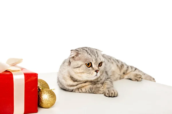 Adorable Striped British Shorthair Looking Away Golden Christmas Baubles Gift — Free Stock Photo