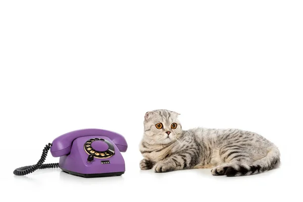工作室拍摄的可爱条纹英国短毛猫猫铺设附近的电话隔离在白色背景 — 图库照片