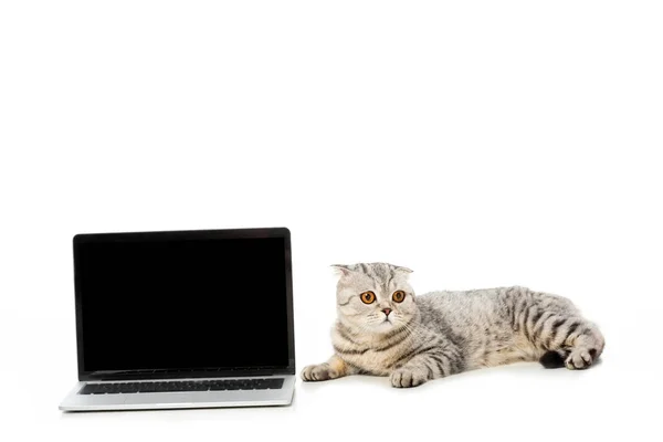 Kucing Bulu Pendek Bertelur Dekat Laptop Dengan Layar Kosong Terisolasi — Foto Stok Gratis