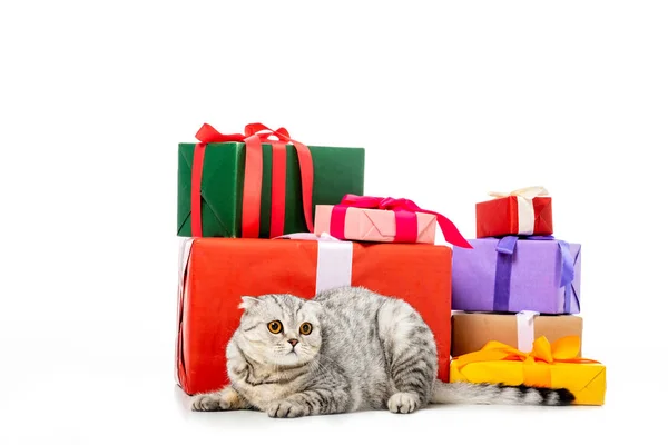 可爱的条纹英国短毛猫猫附近的礼物盒堆在白色背景隔离 — 免费的图库照片