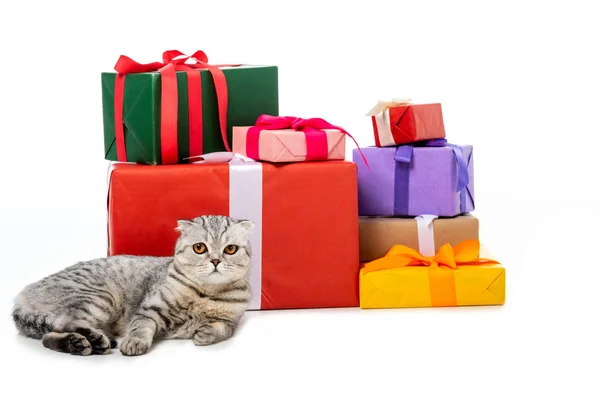 条纹英国短毛猫猫附近的礼物盒堆在白色背景下隔离 — 图库照片