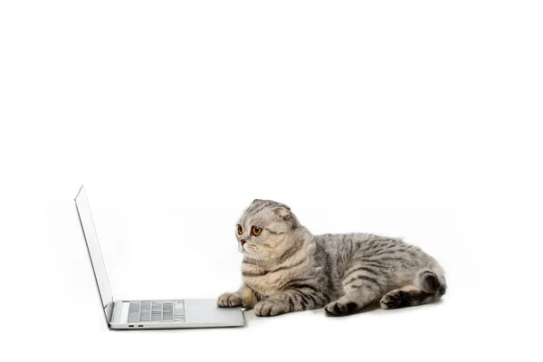 Prokládané Britská Krátkosrstá Kočka Pomocí Přenosného Počítače Izolovaných Bílém Pozadí — Stock fotografie zdarma