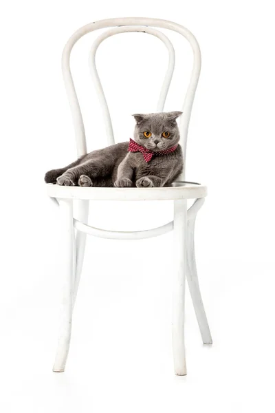 Γκρι Βρεταννόs Στενογραφία Γάτα Παπιγιόν Κάθεται Καρέκλα Που Απομονώνονται Λευκό — Φωτογραφία Αρχείου